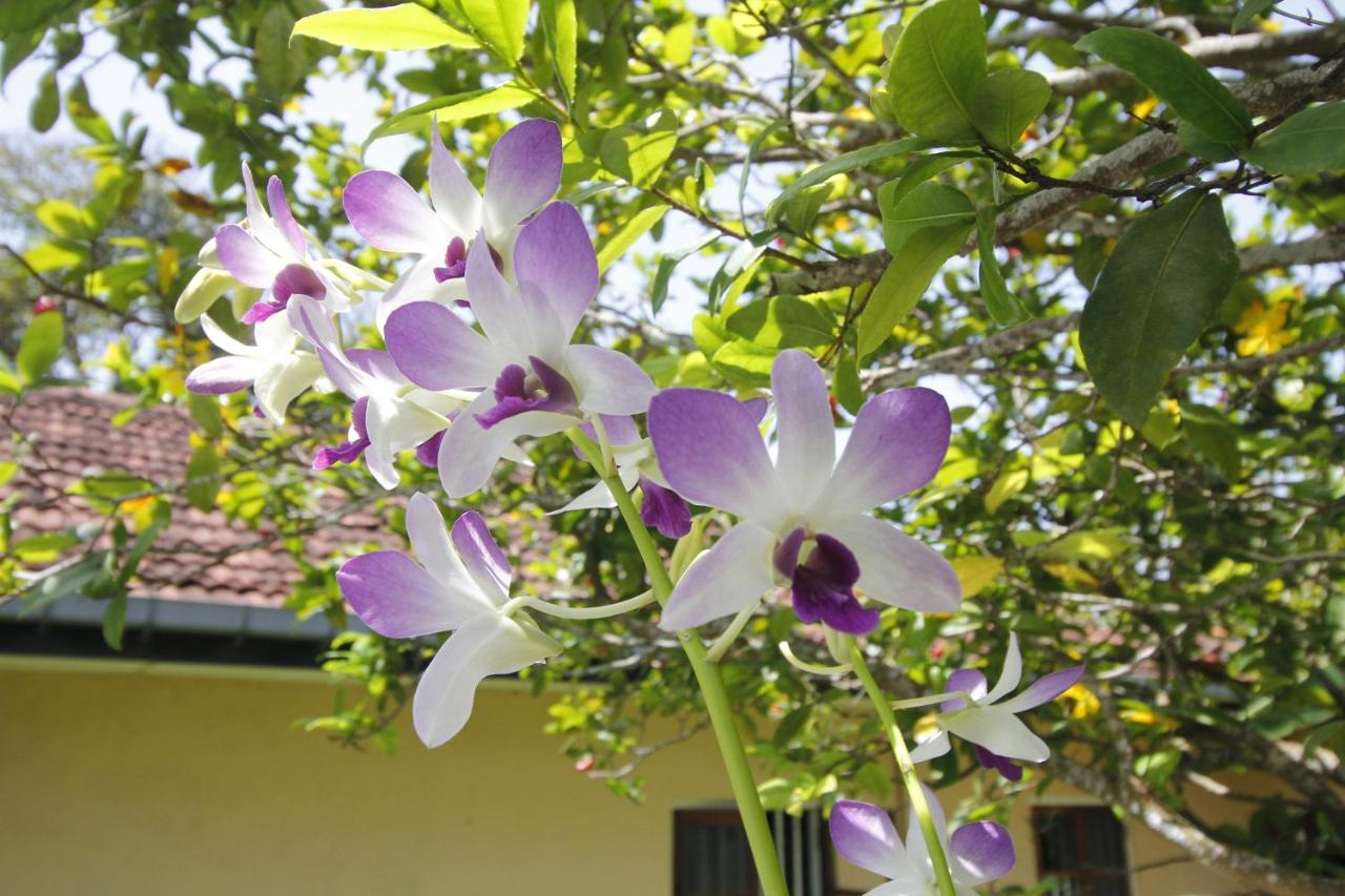 Bentota Home Stay Zewnętrze zdjęcie